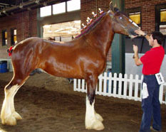 Clydesdales for sale
